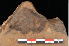 Foto (Detailansicht) von Betula dryadum Brongniart (NHMW-GEO-2024-0188-0726)